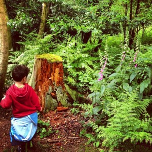 a little boy looking at a tree stump and foxgloves