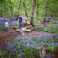 The Last Days of Blue: Arlington Bluebell Walk at Beatons Wood, Sussex (and some other woods, too)